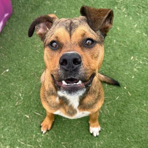 Enlarge Pooh Bear, a Adoptable Mixed Breed in Bristol, IN image 3/5