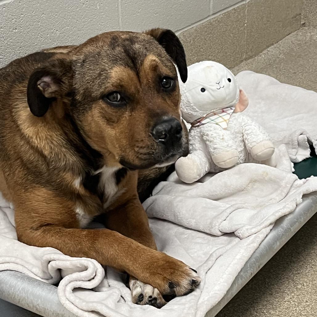 Enlarge Pooh Bear, a Adoptable Mixed Breed in Bristol, IN image 4/5