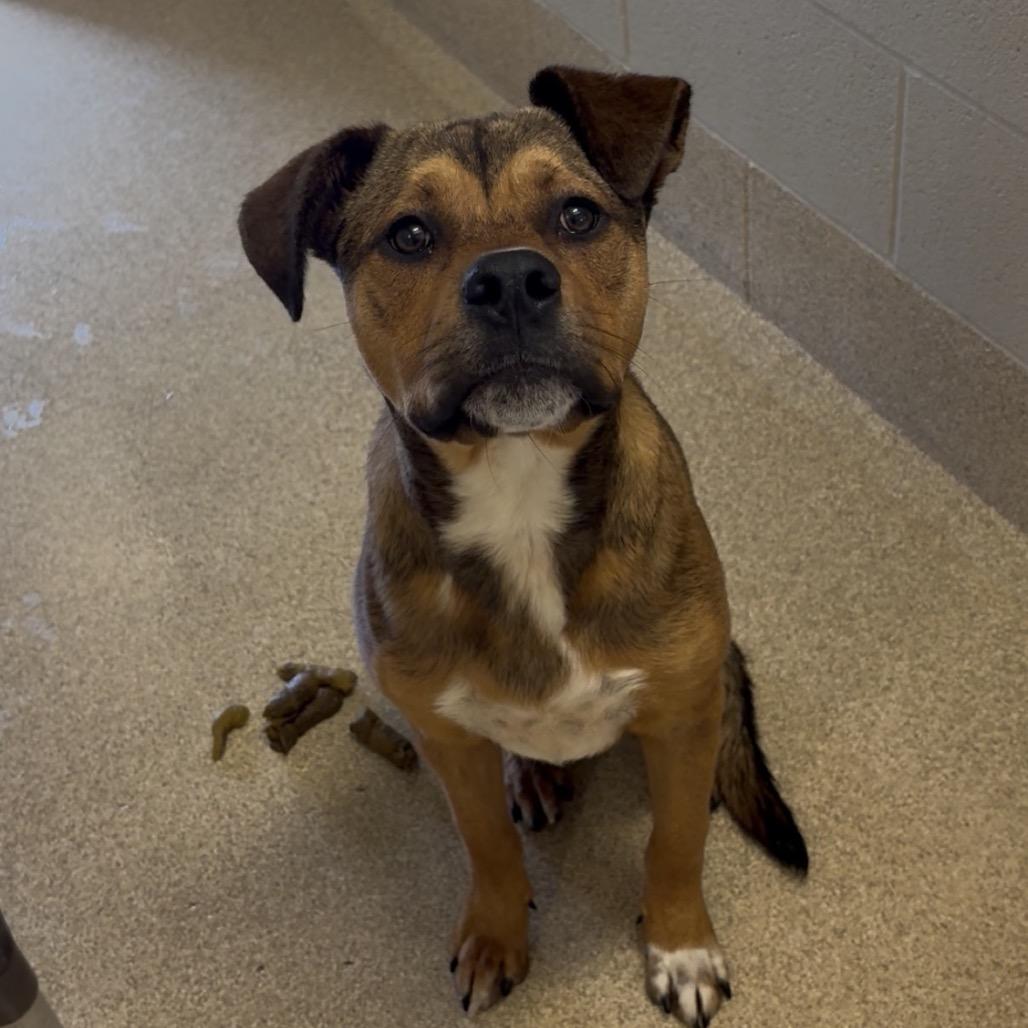 Enlarge Pooh Bear, a Adoptable Mixed Breed in Bristol, IN image 5/5