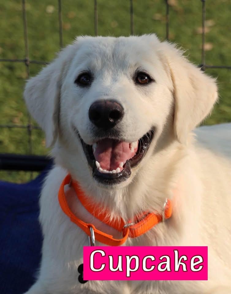 Cupcake, an adopted mixed breed in Southlake, TX image 1/4