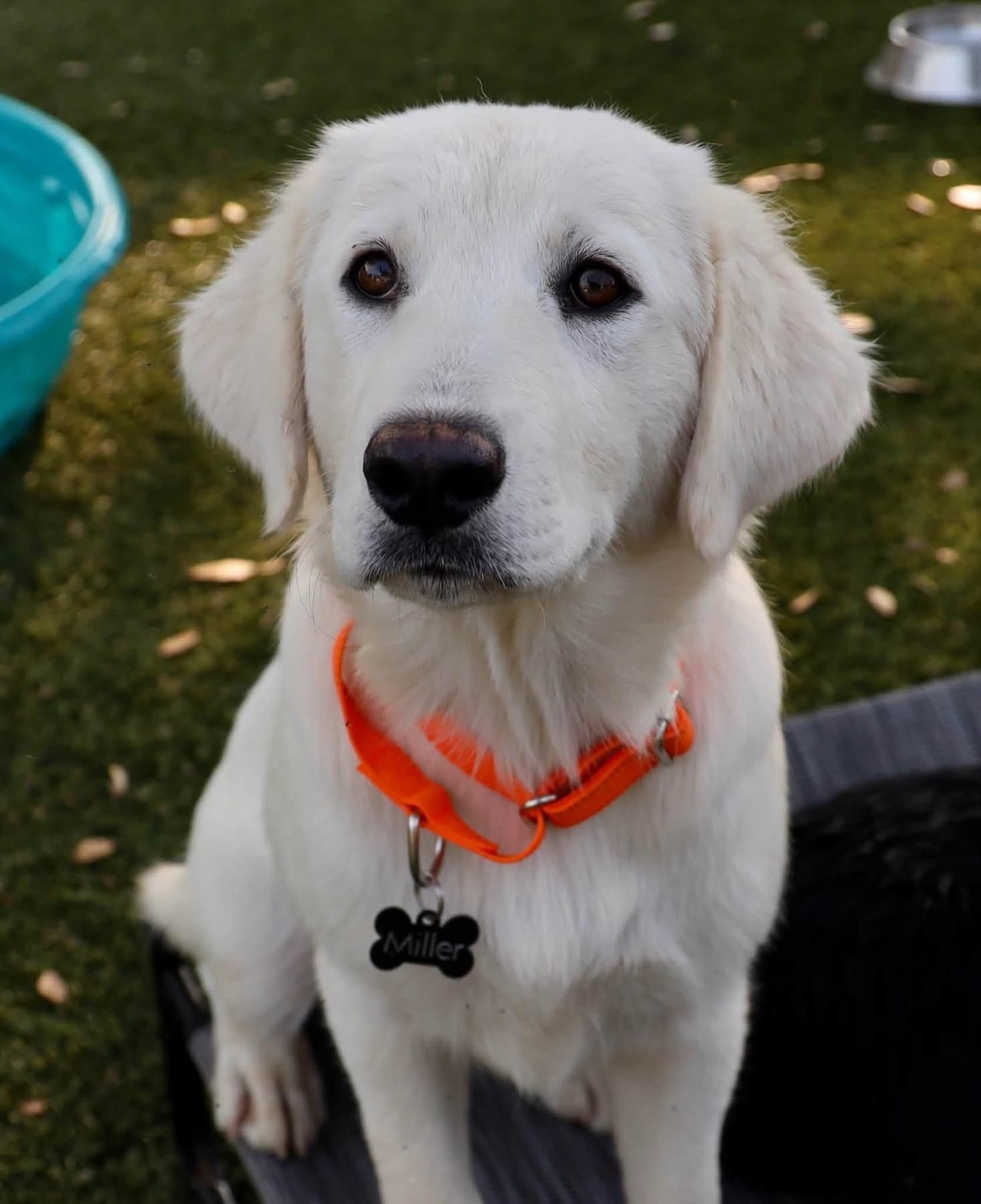 Cupcake, an adopted mixed breed in Southlake, TX image 3/4