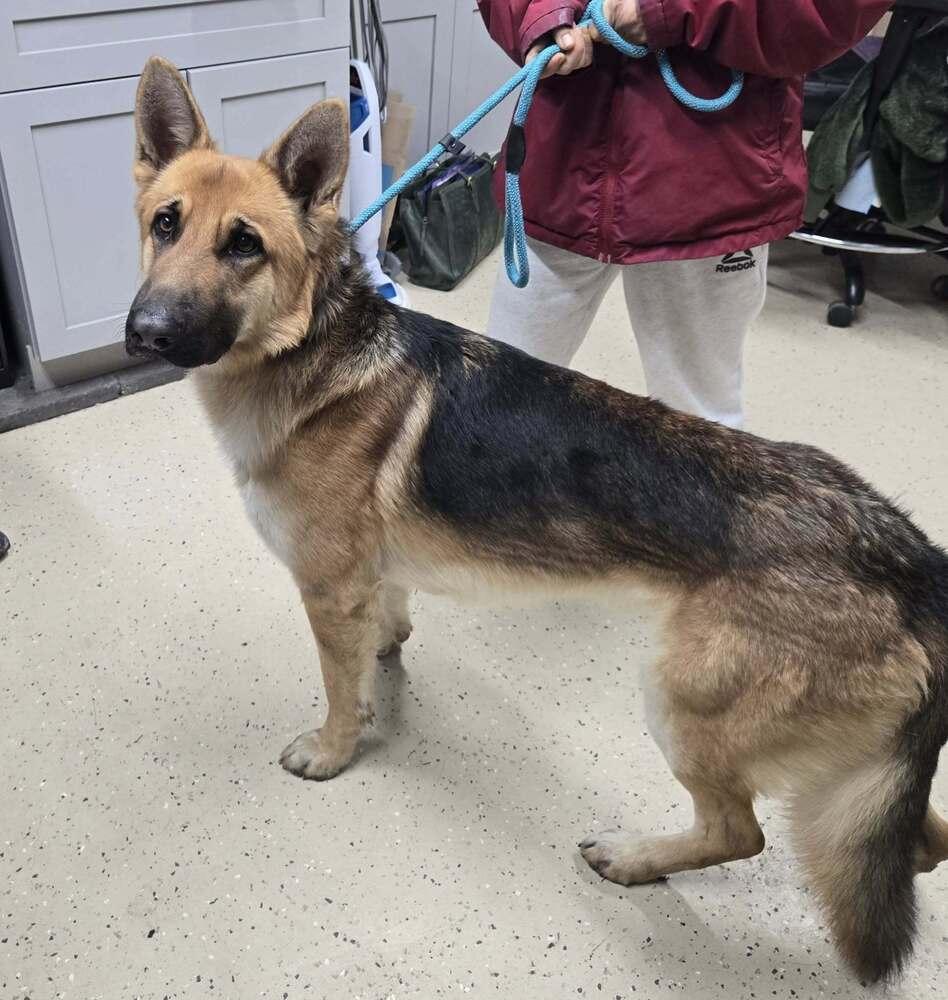 Scrooge, Adoptable, Young Male German Shepherd Dog.