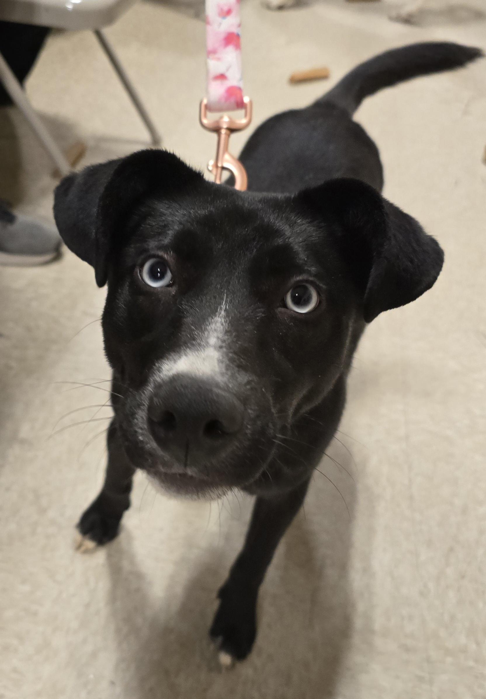 Enlarge Maura, a Adoptable Mixed Breed in Cedar Rapids, IA image 3/6
