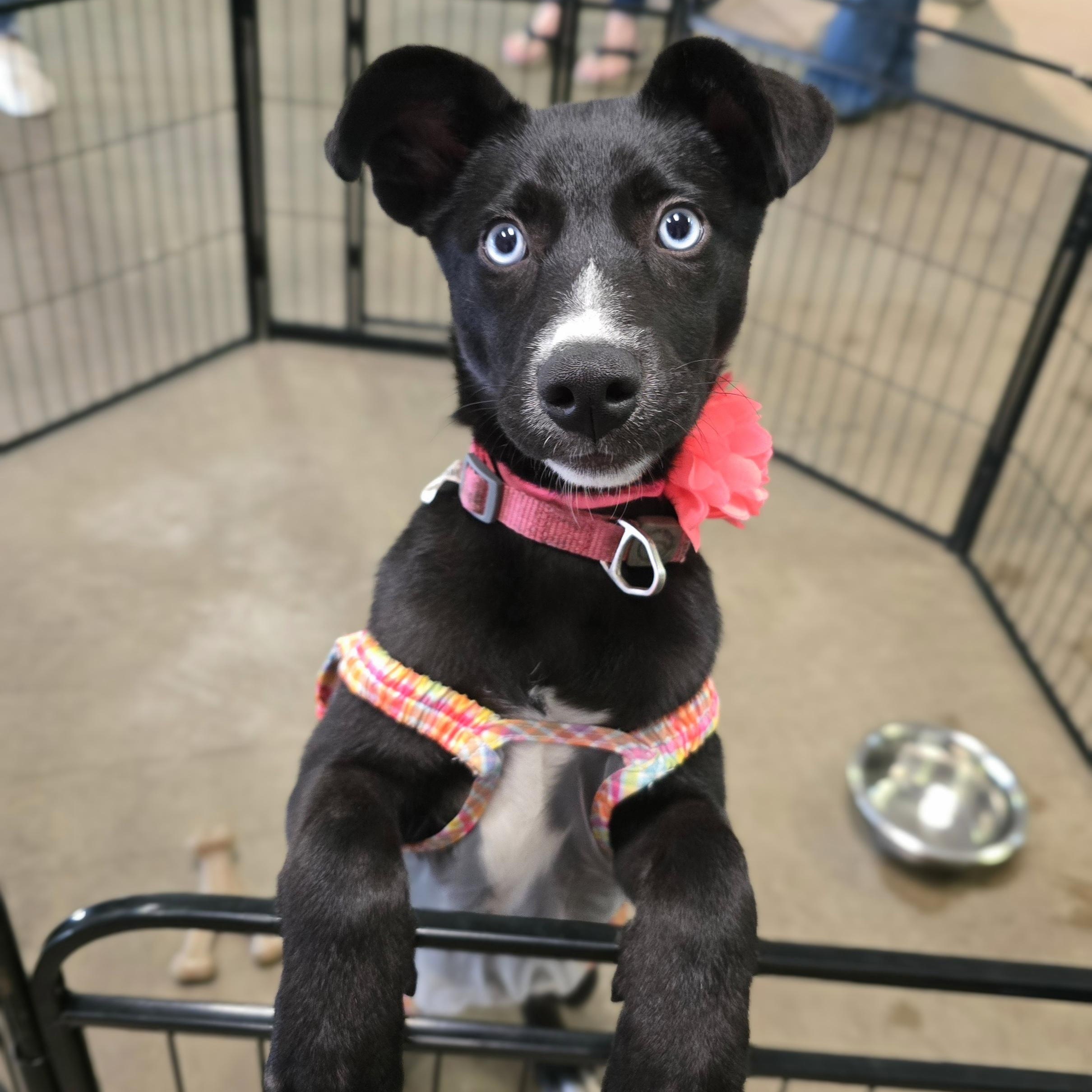 Maura, a Adoptable Mixed Breed in Cedar Rapids, IA image 2/4