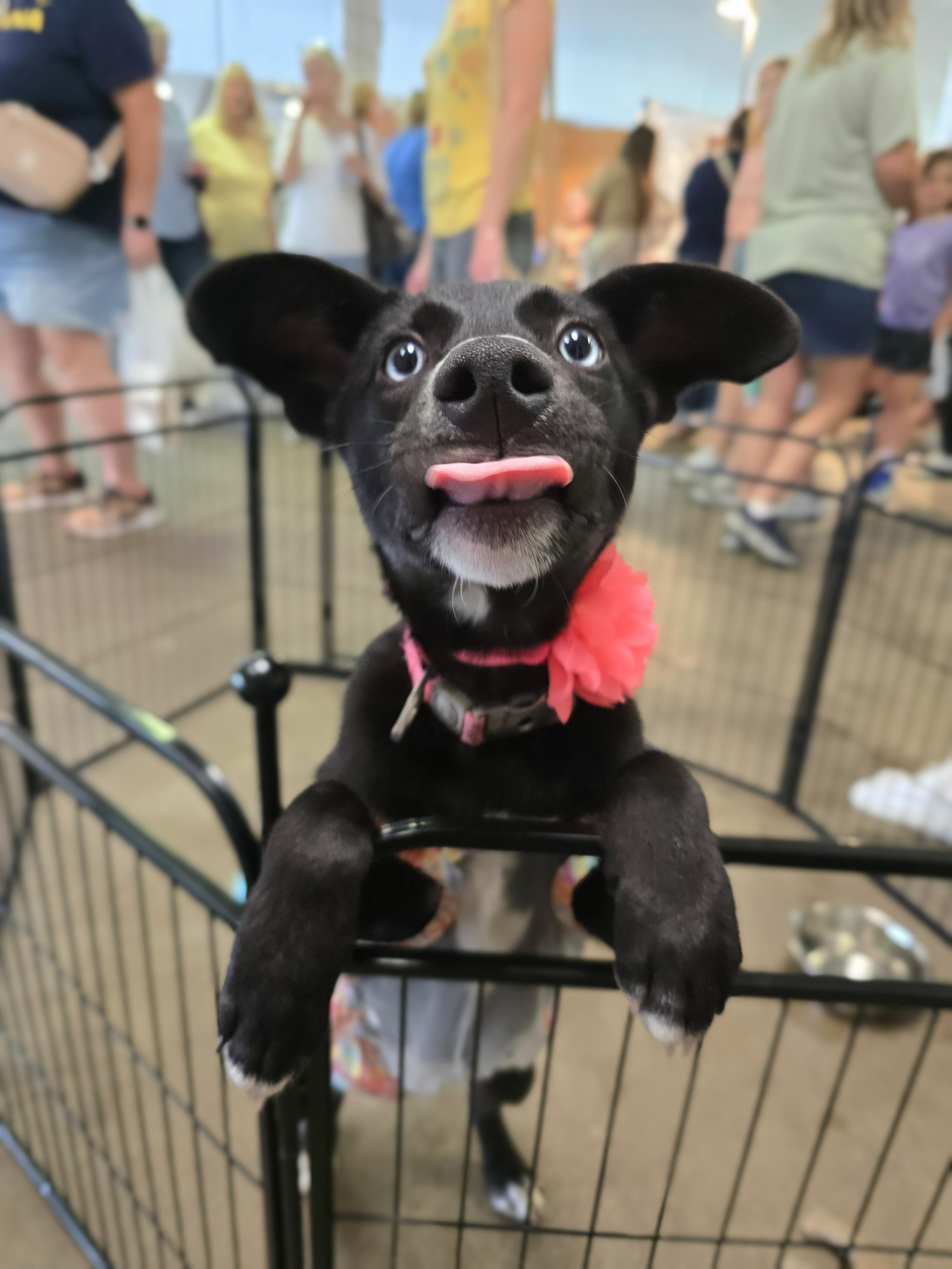 Maura, a Adoptable Mixed Breed in Cedar Rapids, IA image 3/4