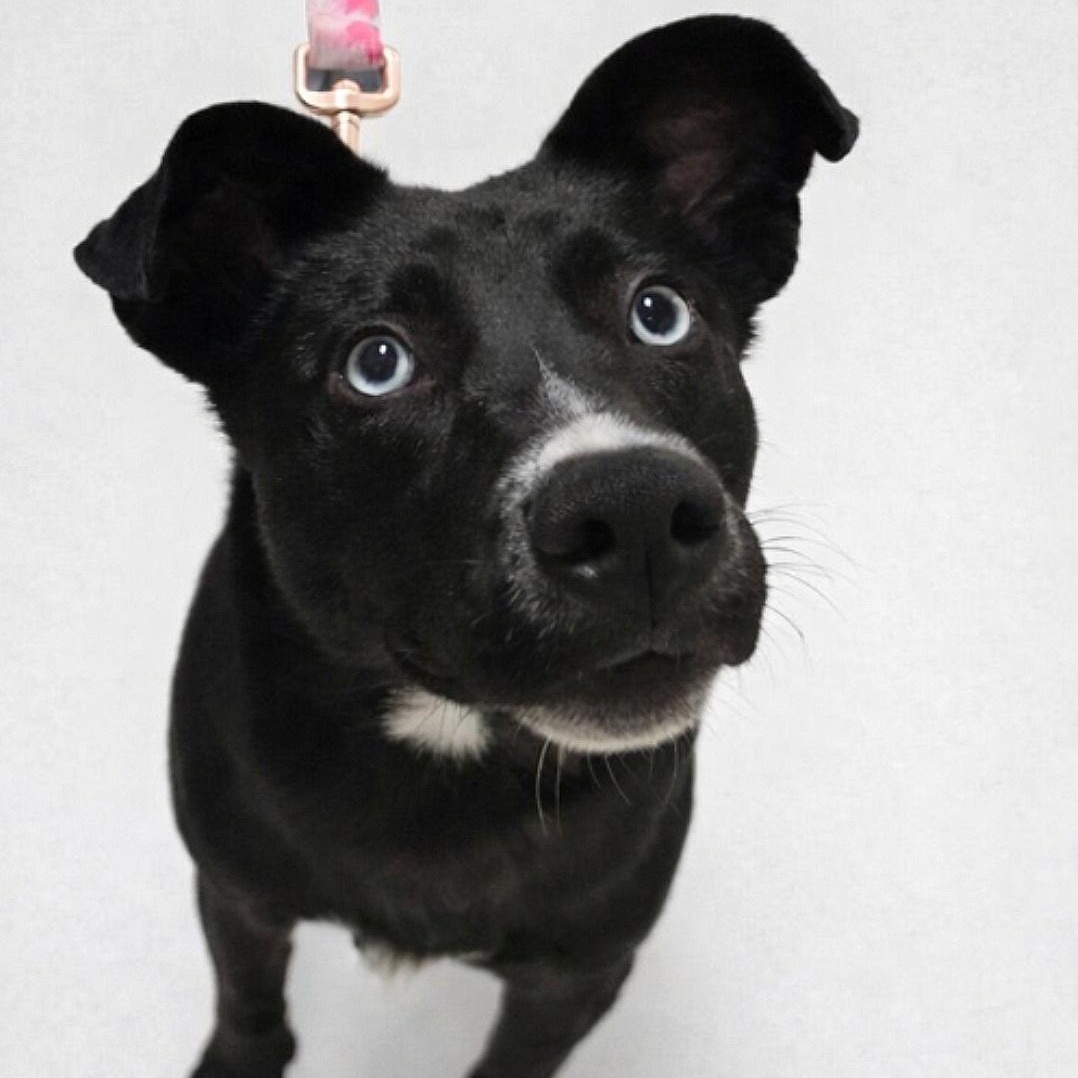Maura, Adoptable, Puppy Female Mixed Breed.