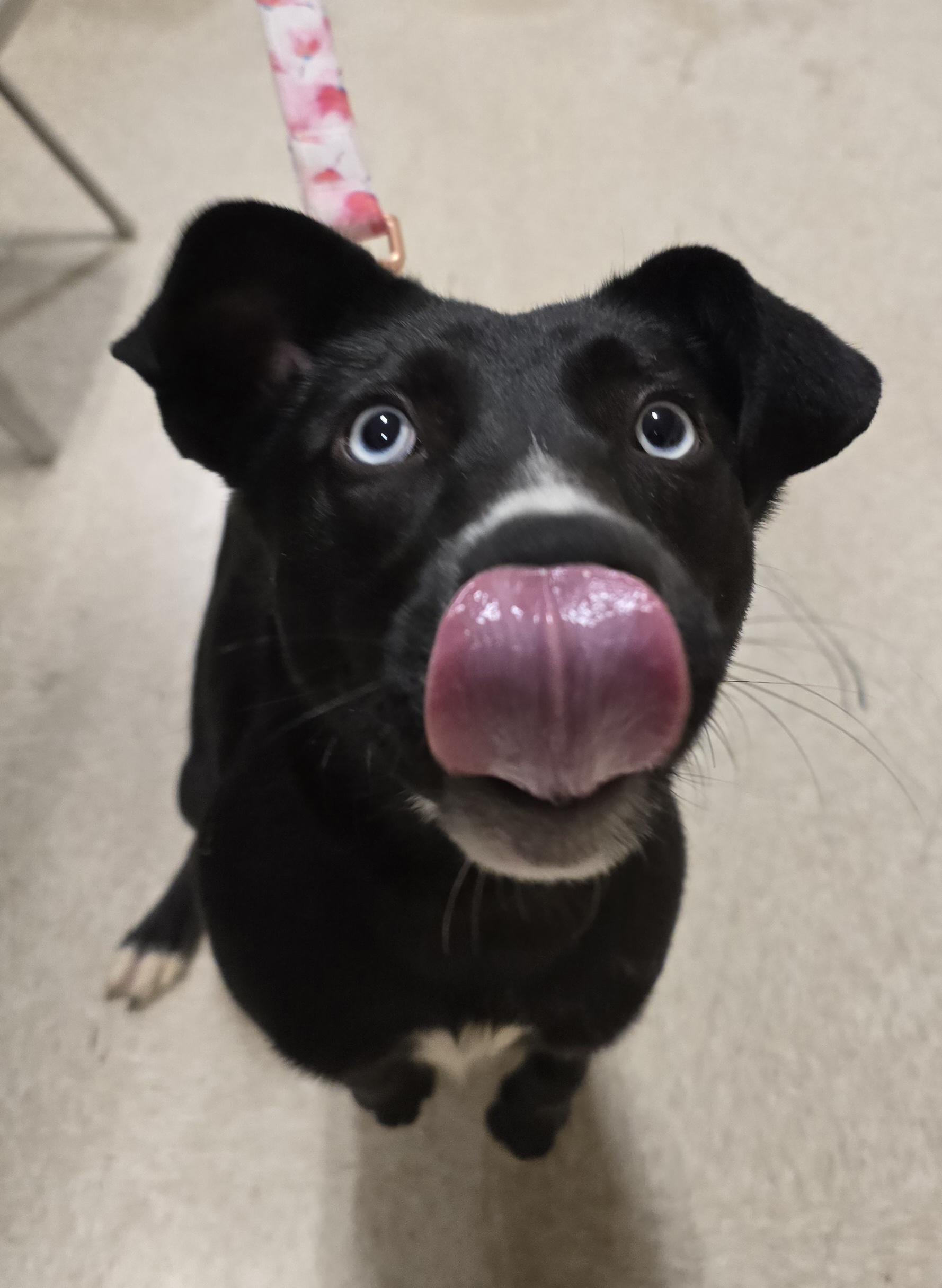 Enlarge Maura, a Adoptable Mixed Breed in Cedar Rapids, IA image 2/6