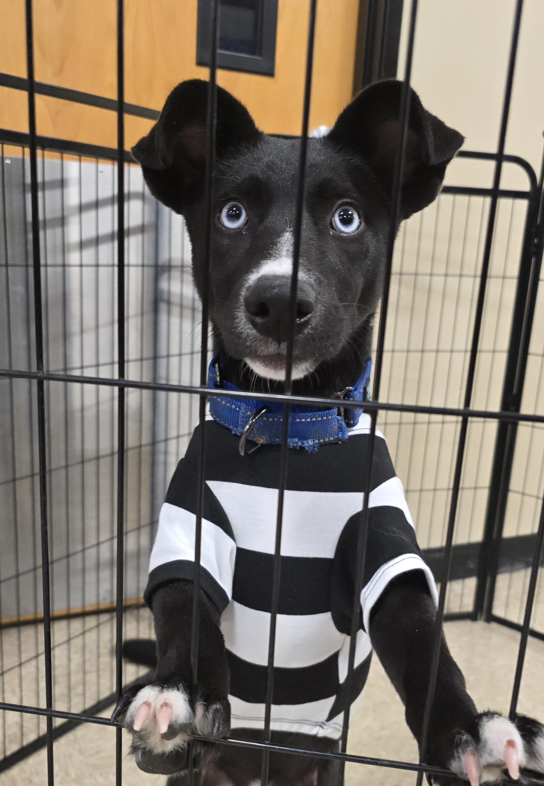 Maura, a Adoptable Mixed Breed in Cedar Rapids, IA image 1/4