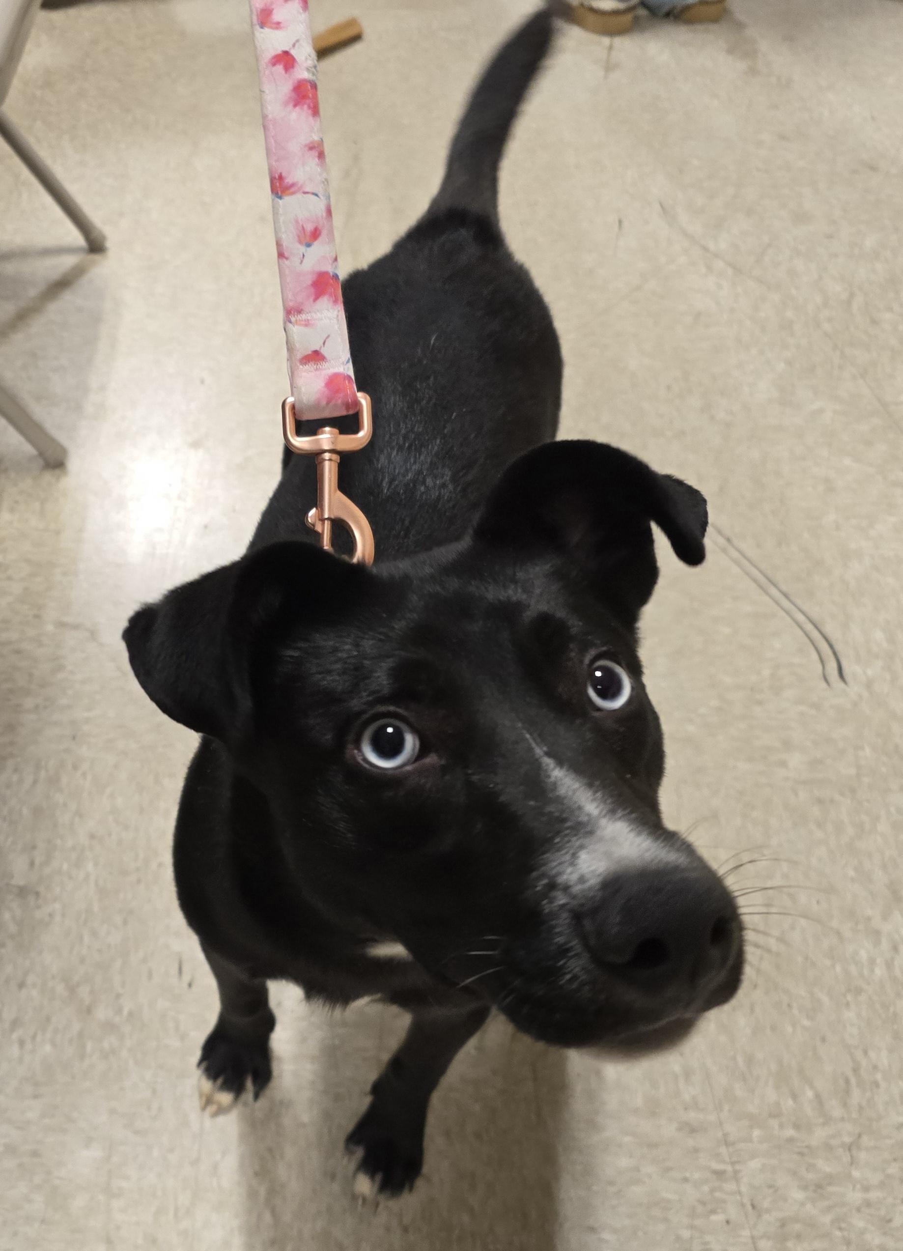 Enlarge Maura, a Adoptable Mixed Breed in Cedar Rapids, IA image 4/6