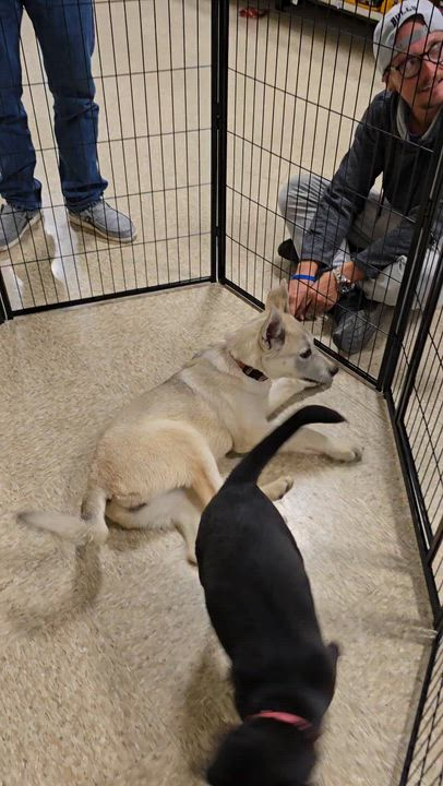 Enlarge Maura, a Adoptable Mixed Breed in Cedar Rapids, IA video 4/4