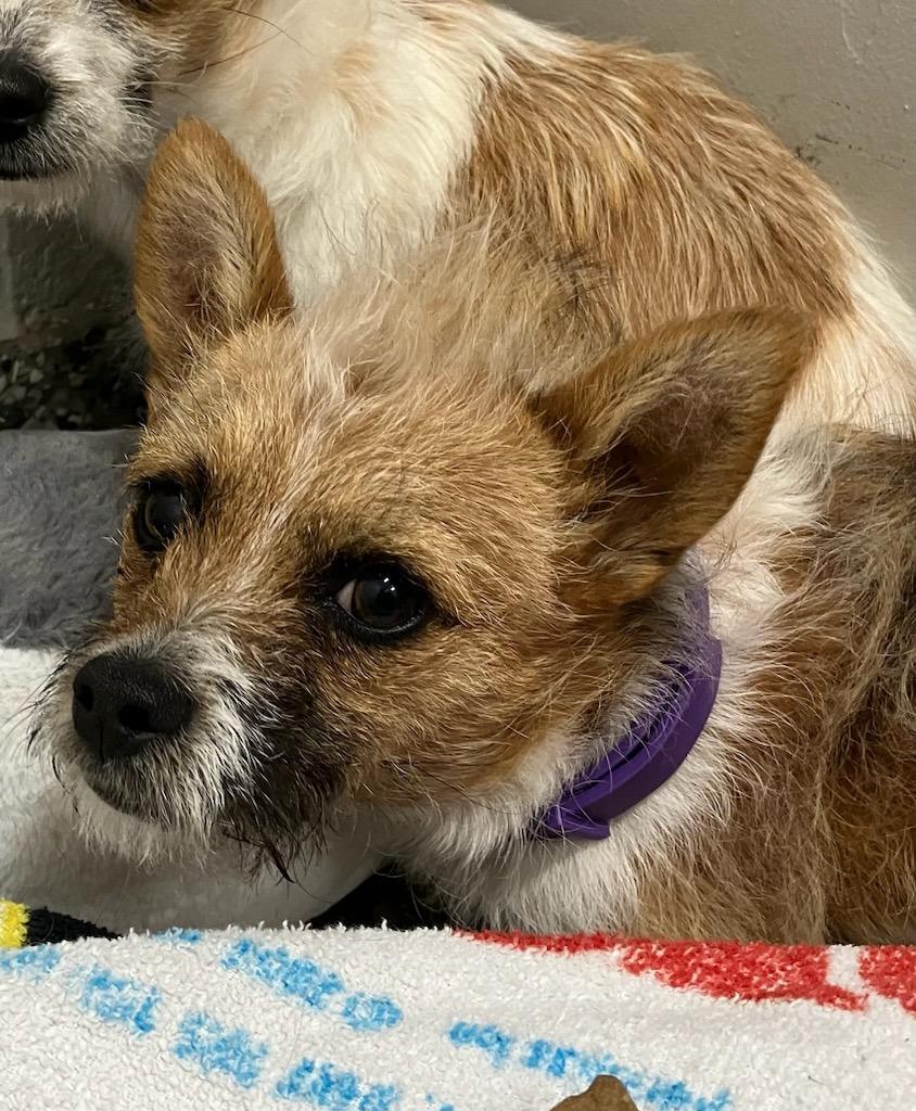 Cashew, Adoptable, Puppy Male Terrier & Mixed Breed.