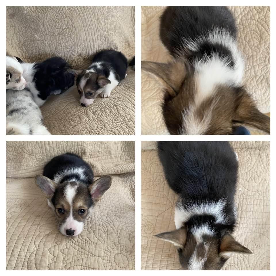 Sally, a Adoptable mixed breed in Ada, MN image 1/3