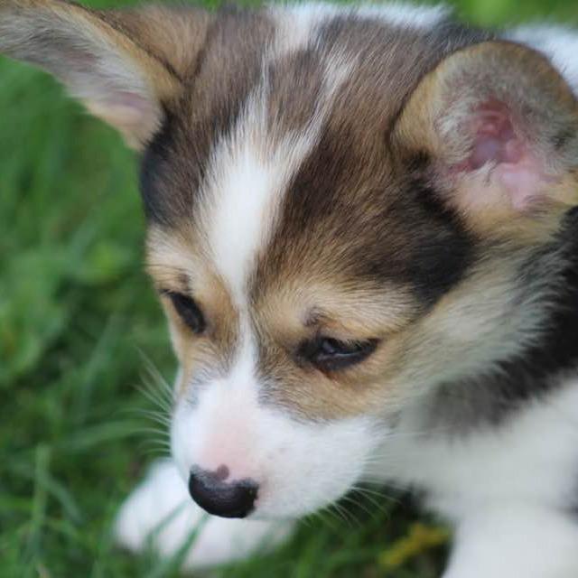 Sally, a Adoptable mixed breed in Ada, MN image 2/3