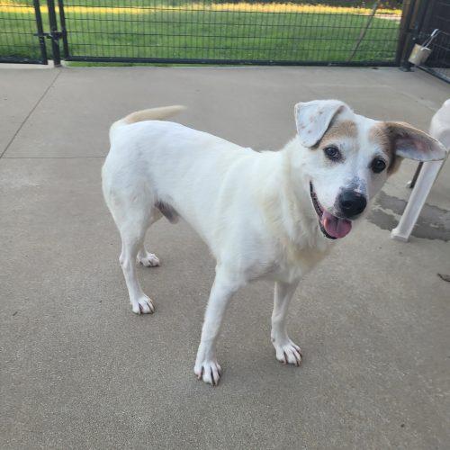 Enlarge Zeppelin 5853 D, a Adoptable mixed breed in Frankfort, KY image 1/5