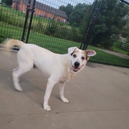 Enlarge Zeppelin 5853 D, a Adoptable mixed breed in Frankfort, KY image 2/5