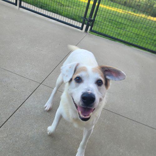 Enlarge Zeppelin 5853 D, a Adoptable mixed breed in Frankfort, KY image 3/5