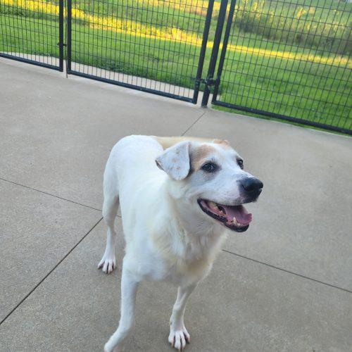 Enlarge Zeppelin 5853 D, a Adoptable mixed breed in Frankfort, KY image 4/5