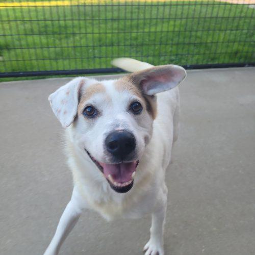 Enlarge Zeppelin 5853 D, a Adoptable mixed breed in Frankfort, KY image 5/5