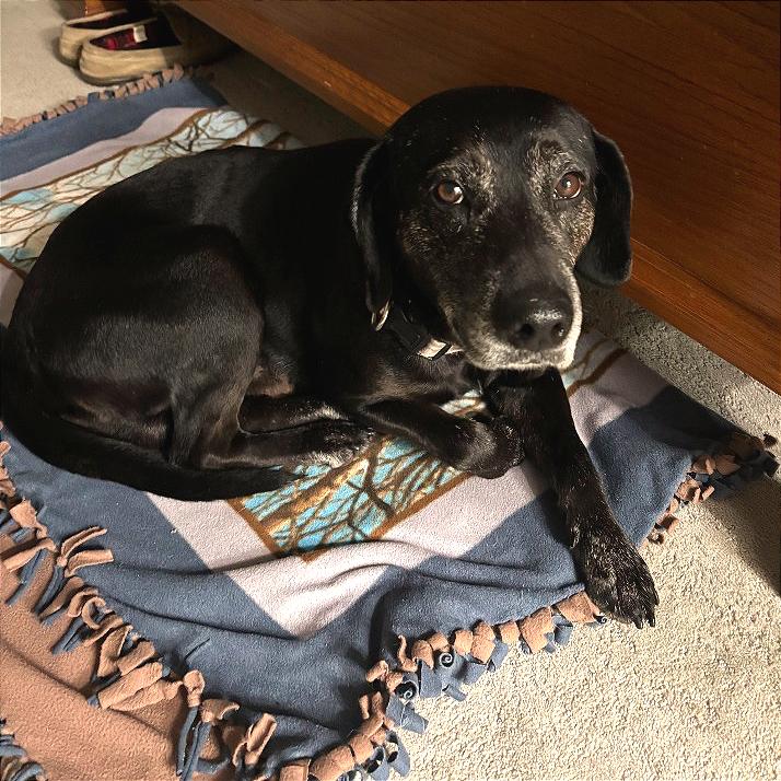 Bear, Adoptable, Adult Male Labrador Retriever & Mixed Breed.