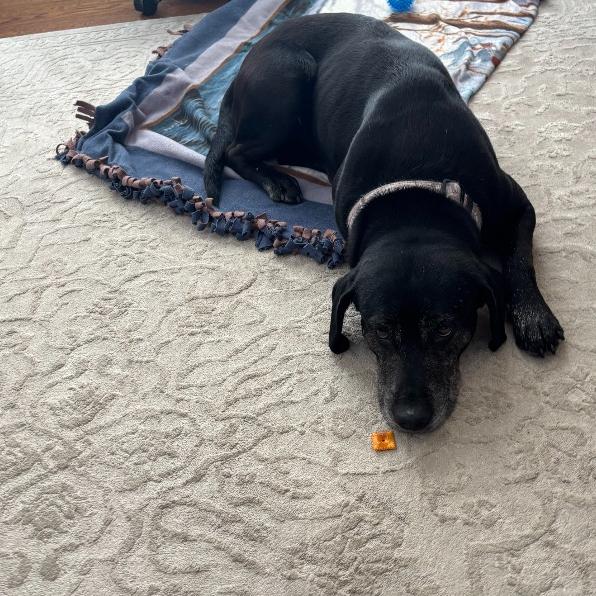 Enlarge Bear, a Adoptable mixed breed in Fayetteville, AR image 2/6