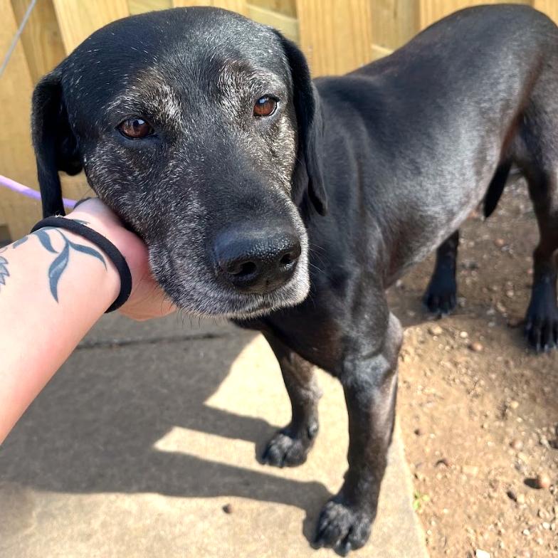 Enlarge Bear, a Adoptable mixed breed in Fayetteville, AR image 3/6