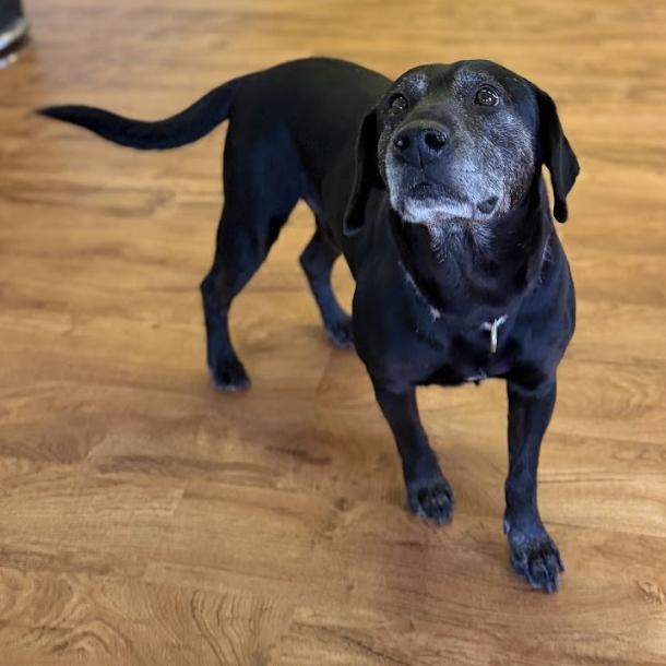 Enlarge Bear, a Adoptable mixed breed in Fayetteville, AR image 4/6