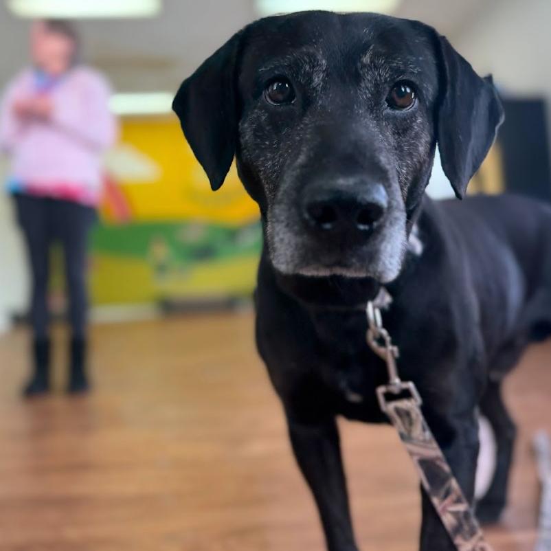 Enlarge Bear, a Adoptable mixed breed in Fayetteville, AR image 5/6
