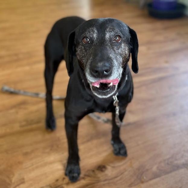 Enlarge Bear, a Adoptable mixed breed in Fayetteville, AR image 6/6