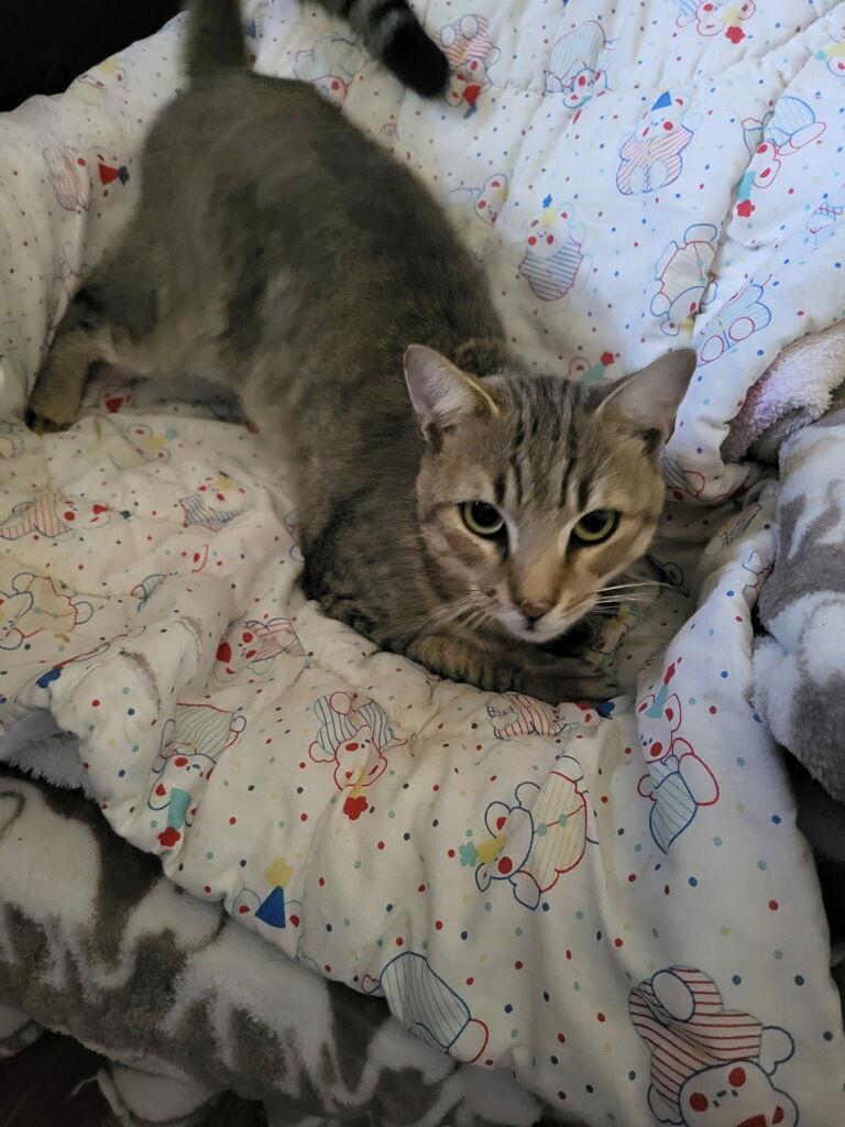 Enlarge Nicky, a Adoptable Domestic Short Hair in Oviedo, FL image 1/3