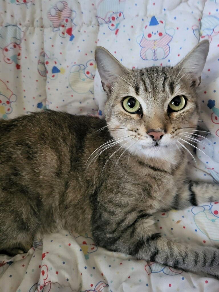 Enlarge Nicky, a Adoptable Domestic Short Hair in Oviedo, FL image 2/3