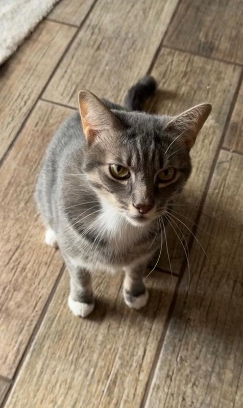 Enlarge Chloe, a Adoptable Domestic Short Hair in Wellington, FL image 1/1