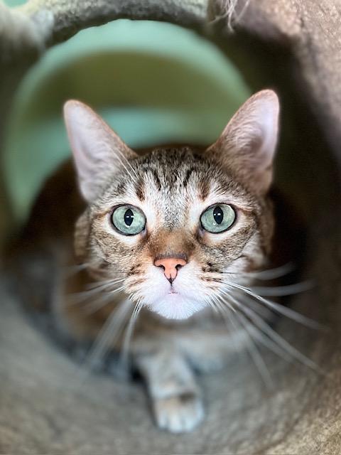 Charli, Adoptable, Young Female Tabby.