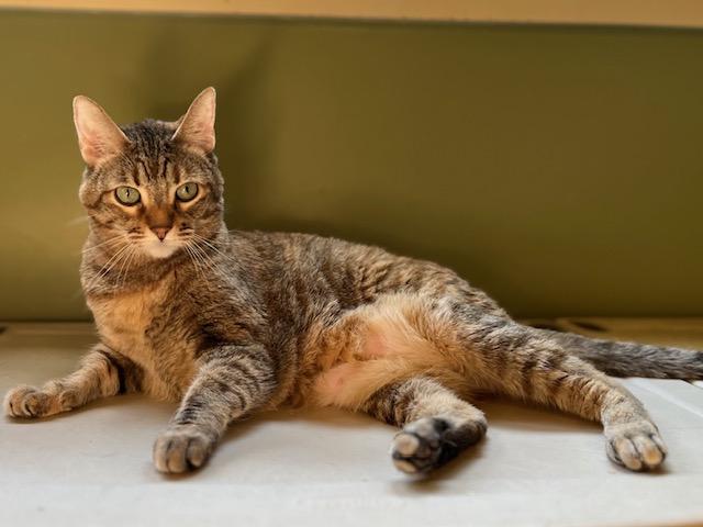 Enlarge Charli, a Adoptable Tabby in Canoga Park, CA image 2/3