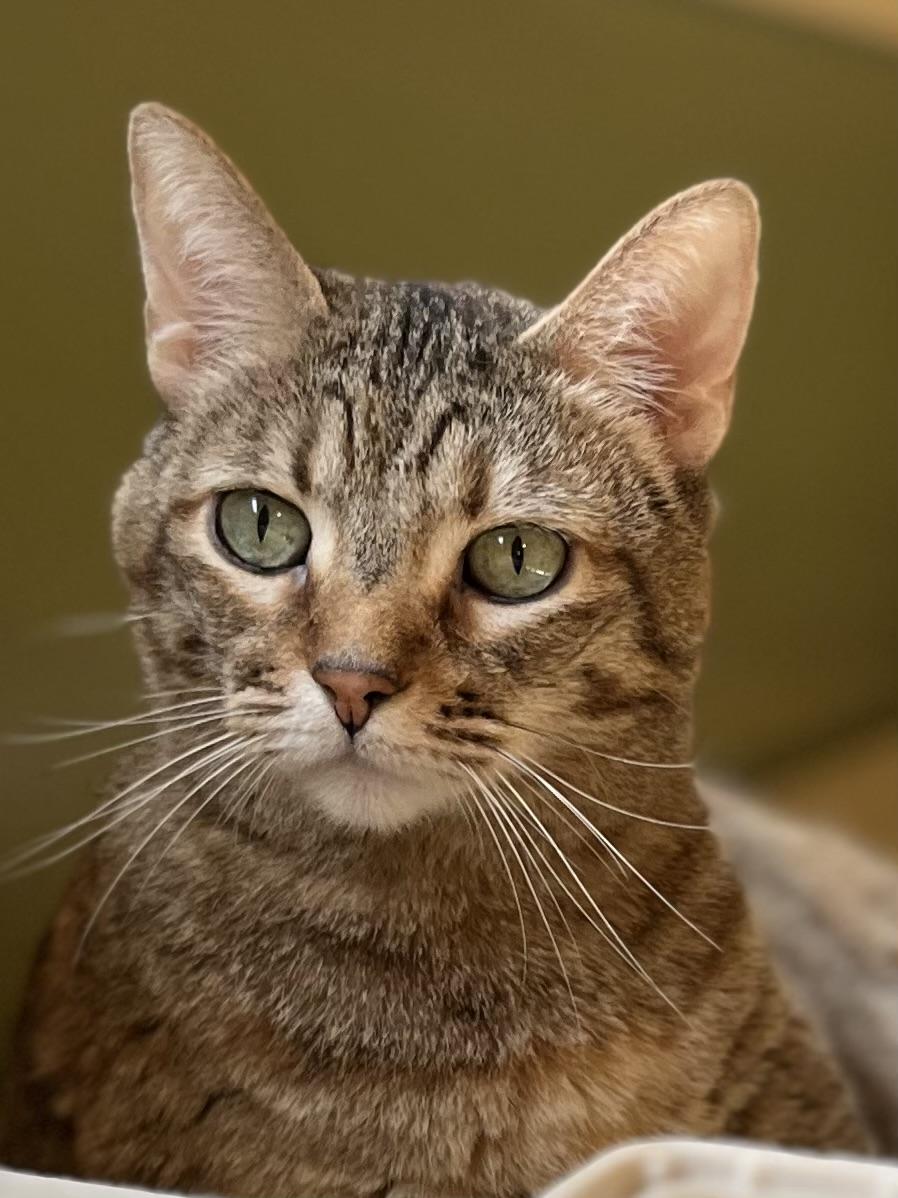 Enlarge Charli, a Adoptable Tabby in Canoga Park, CA image 3/3