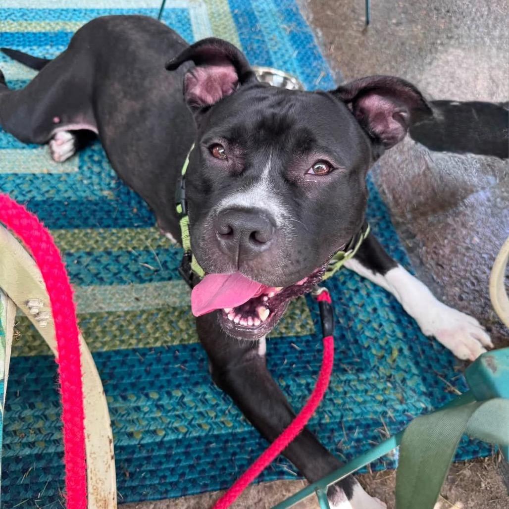 Enlarge Korrine, a Adoptable Mixed Breed in Pittsburgh, PA image 1/6