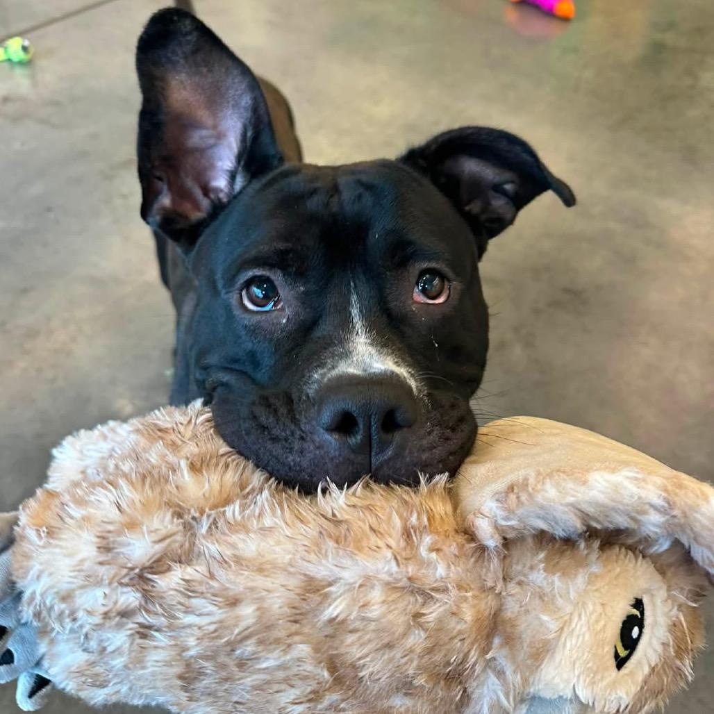 Enlarge Korrine, a Adoptable Mixed Breed in Pittsburgh, PA image 2/6