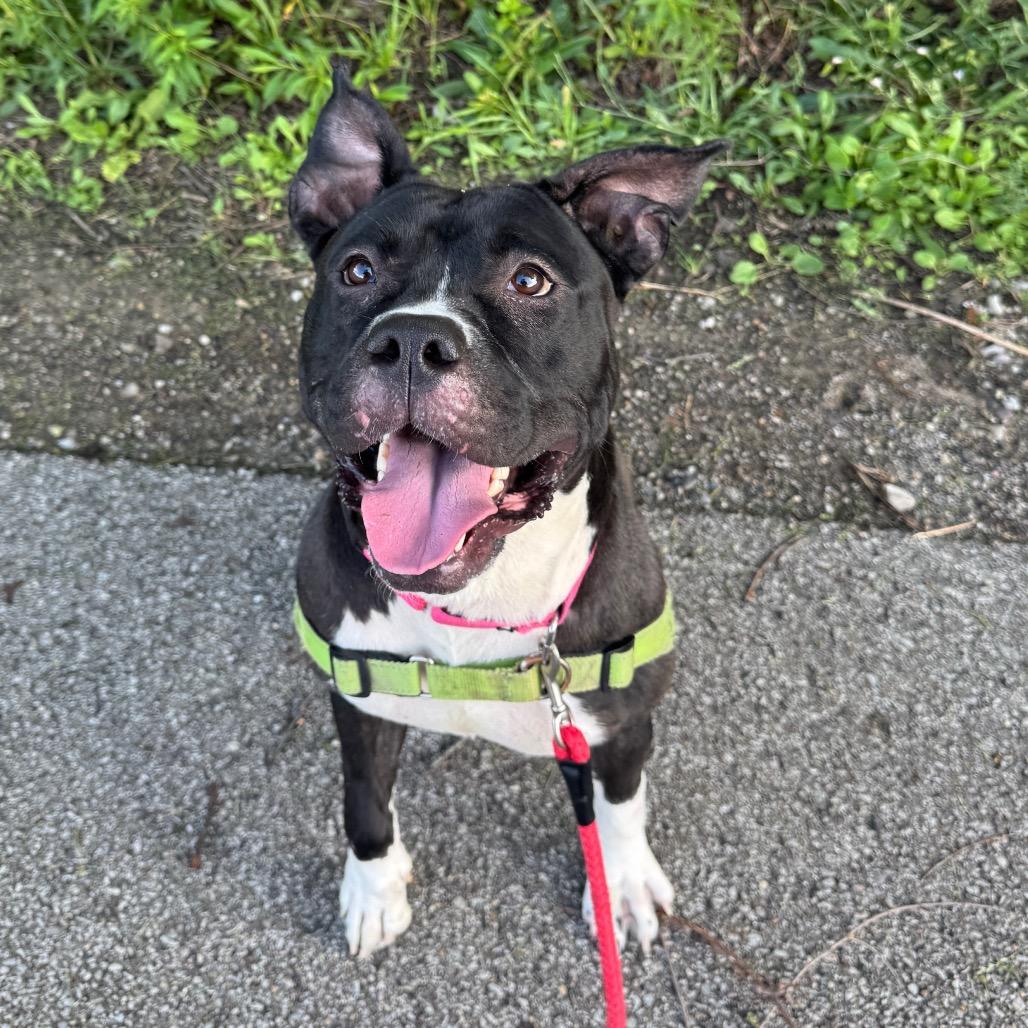 Enlarge Korrine, a Adoptable Mixed Breed in Pittsburgh, PA image 3/6
