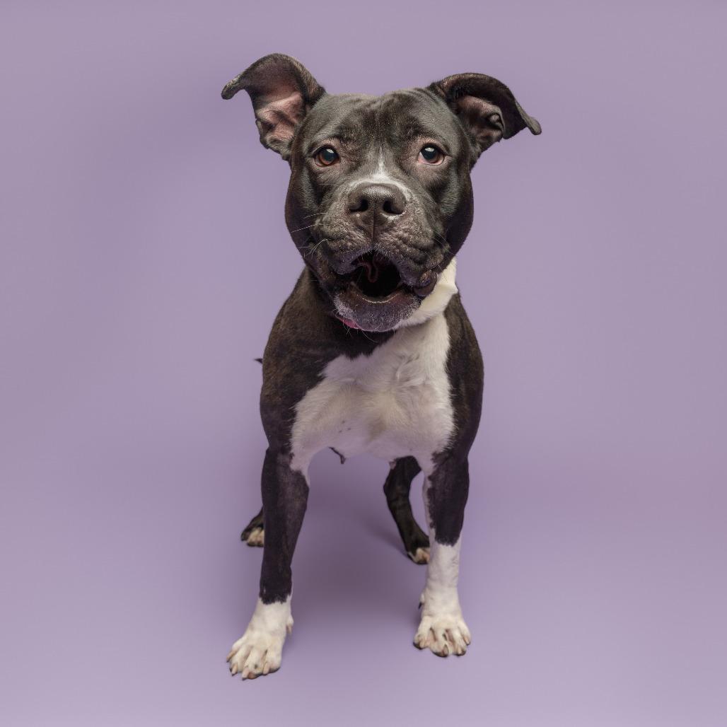 Enlarge Korrine, a Adoptable Mixed Breed in Pittsburgh, PA image 4/6