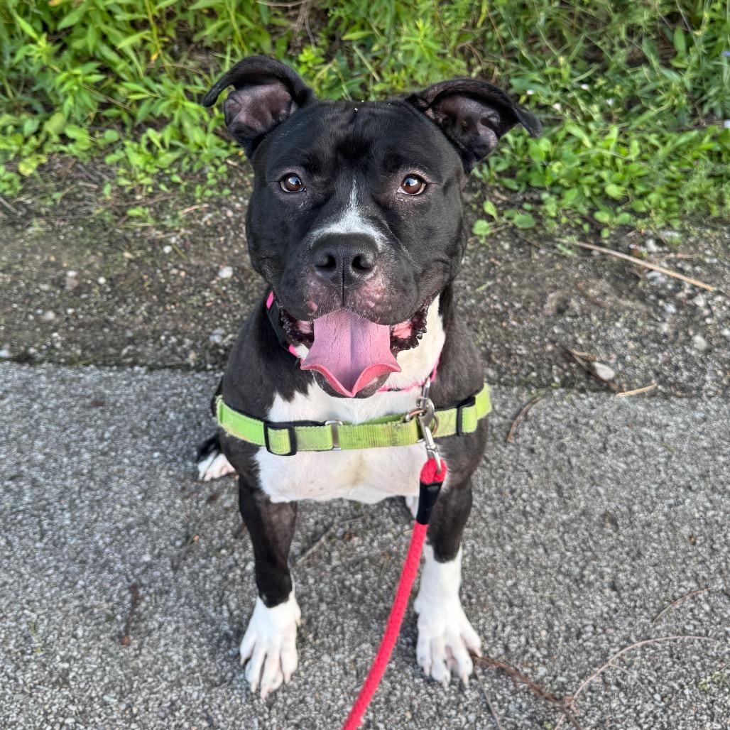 Enlarge Korrine, a Adoptable Mixed Breed in Pittsburgh, PA image 5/6