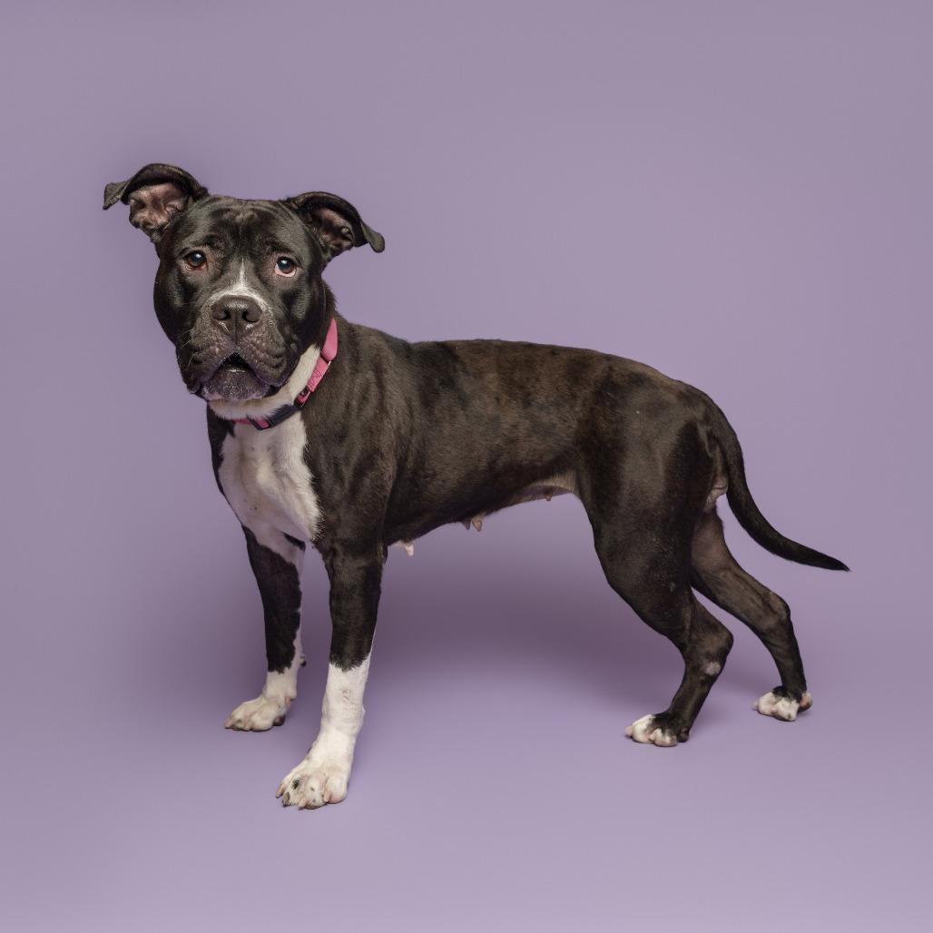 Enlarge Korrine, a Adoptable Mixed Breed in Pittsburgh, PA image 6/6