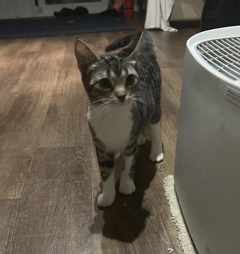 Enlarge Faith, an adopted Domestic Short Hair in Maineville, OH image 2/2