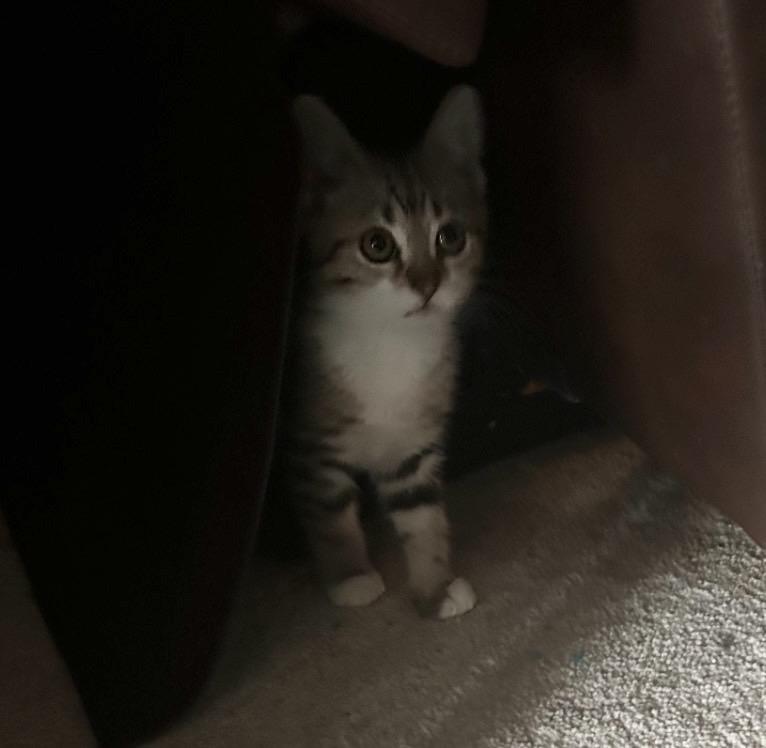 Faith, adopted, Kitten Female Domestic Short Hair.