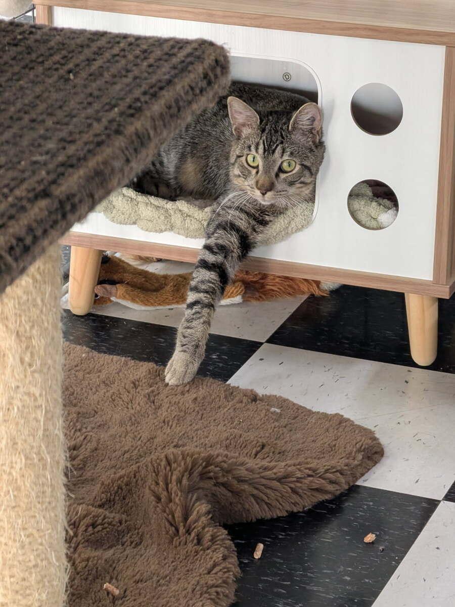 Macintosh, a ADOPTABLE Domestic Short Hair in wetaskiwin, AB image 3/4