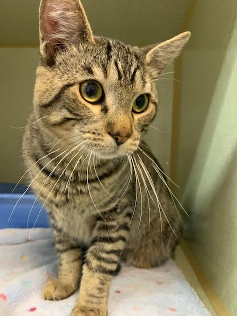 Macintosh, ADOPTABLE, Young Male Domestic Short Hair.