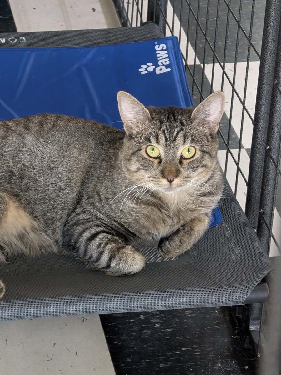Macintosh, a ADOPTABLE Domestic Short Hair in wetaskiwin, AB image 2/4
