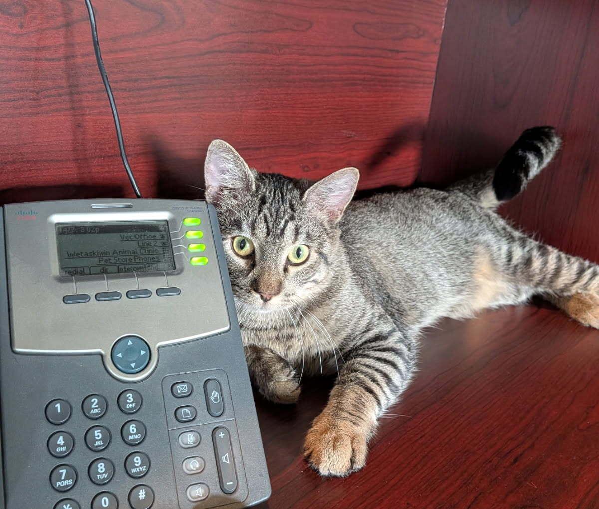 Macintosh, ADOPTABLE, Young Male Domestic Short Hair.