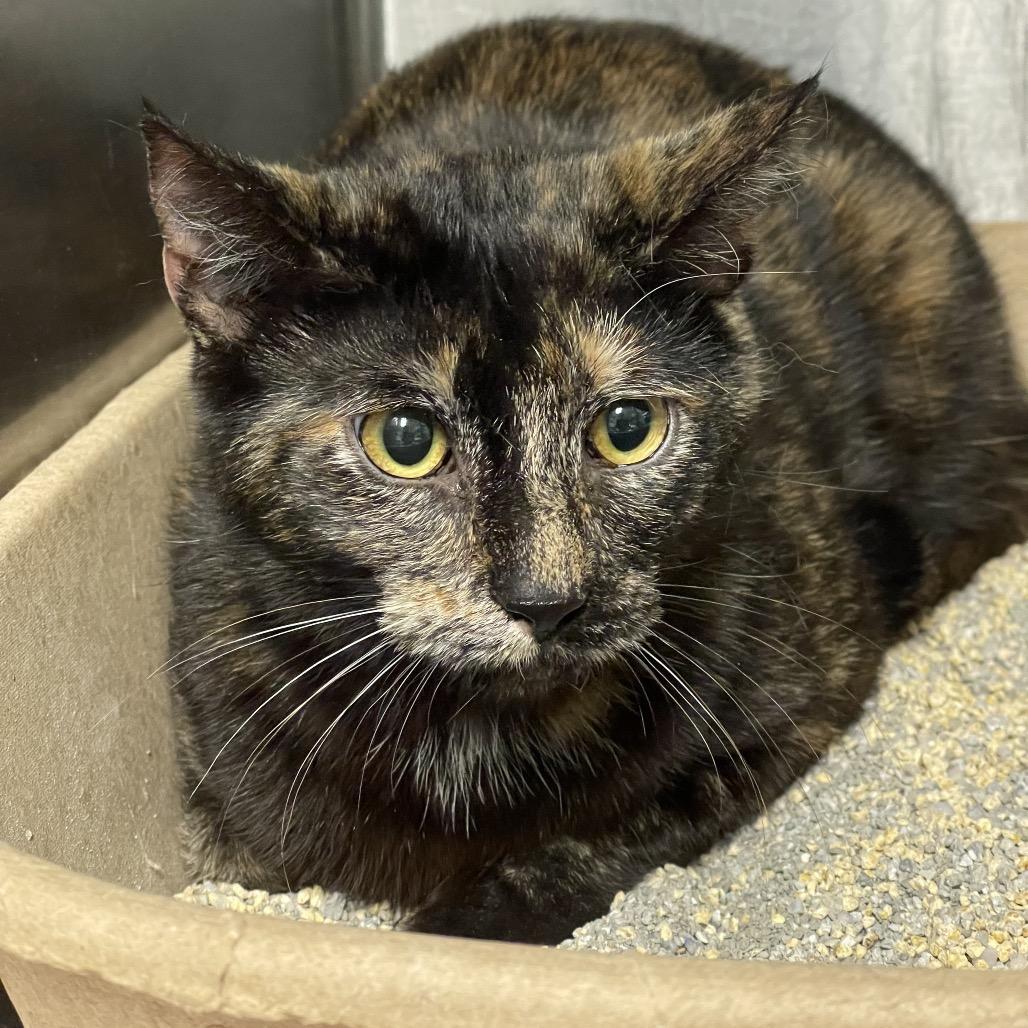 Bean, Adoptable, Young Female American Shorthair.