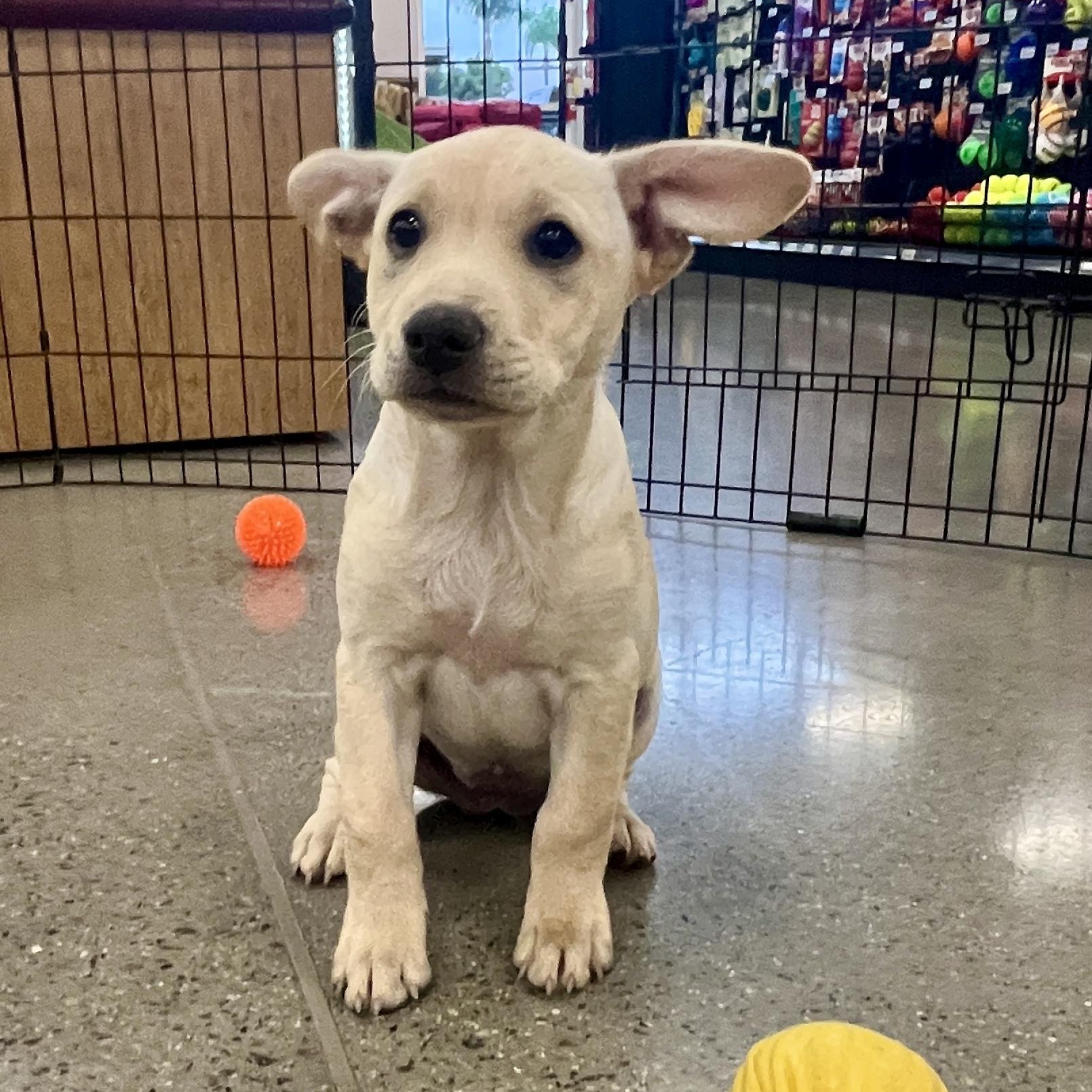 Enlarge Kylie, a Adoptable mixed breed in El Cajon, CA image 3/5