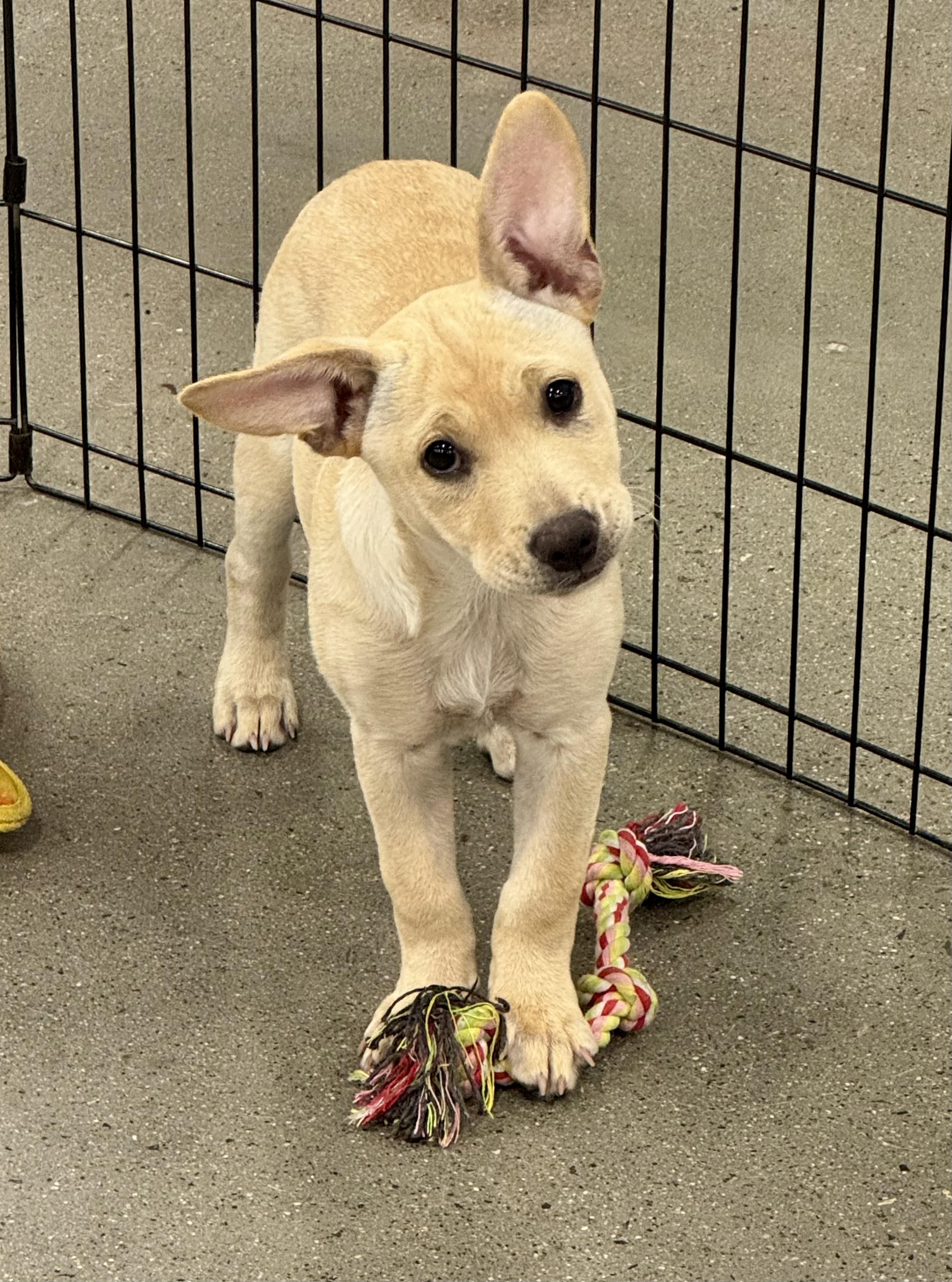 Kylie, Adoptable, Puppy Female Terrier & Dachshund.