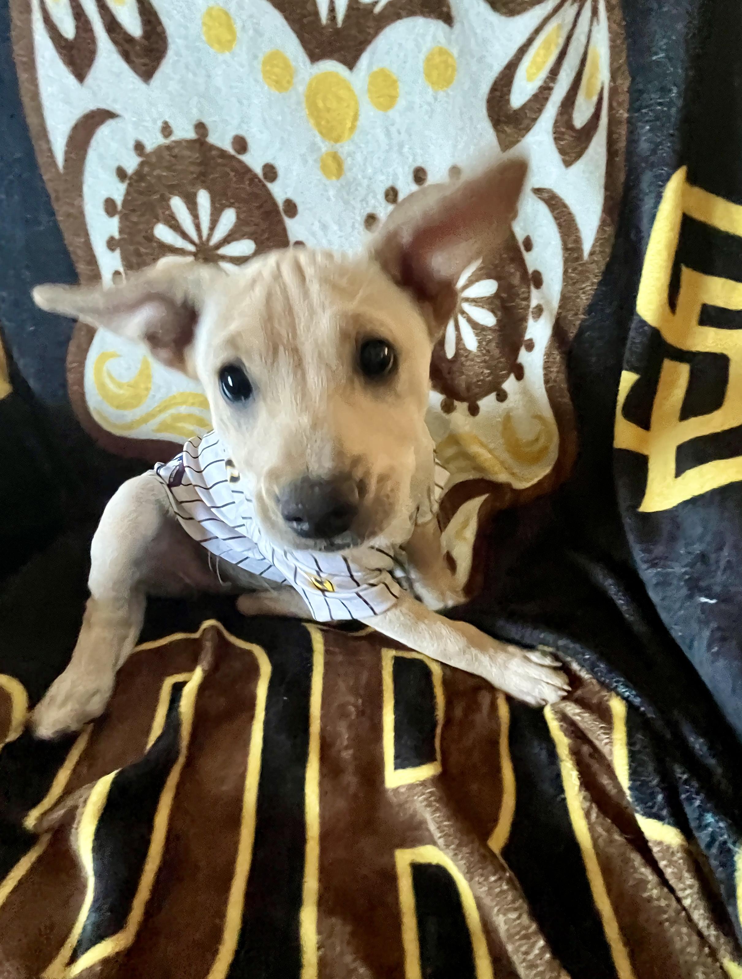 Enlarge Kylie, a Adoptable mixed breed in El Cajon, CA image 4/5
